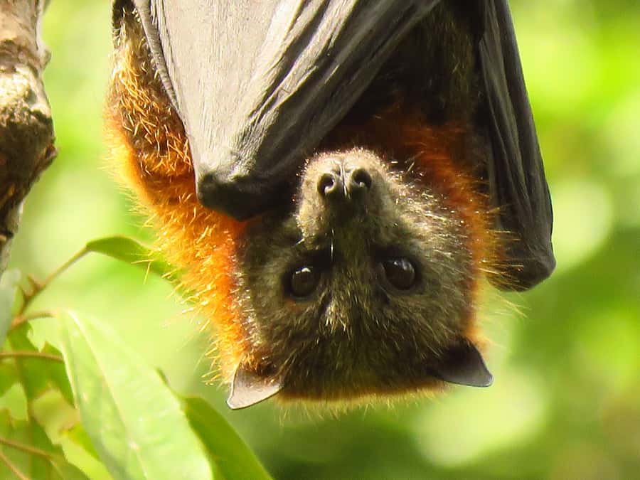 Byron Bay: Full-Day Wildlife Safari - Grassland, kangaroos, and the flying fox colony