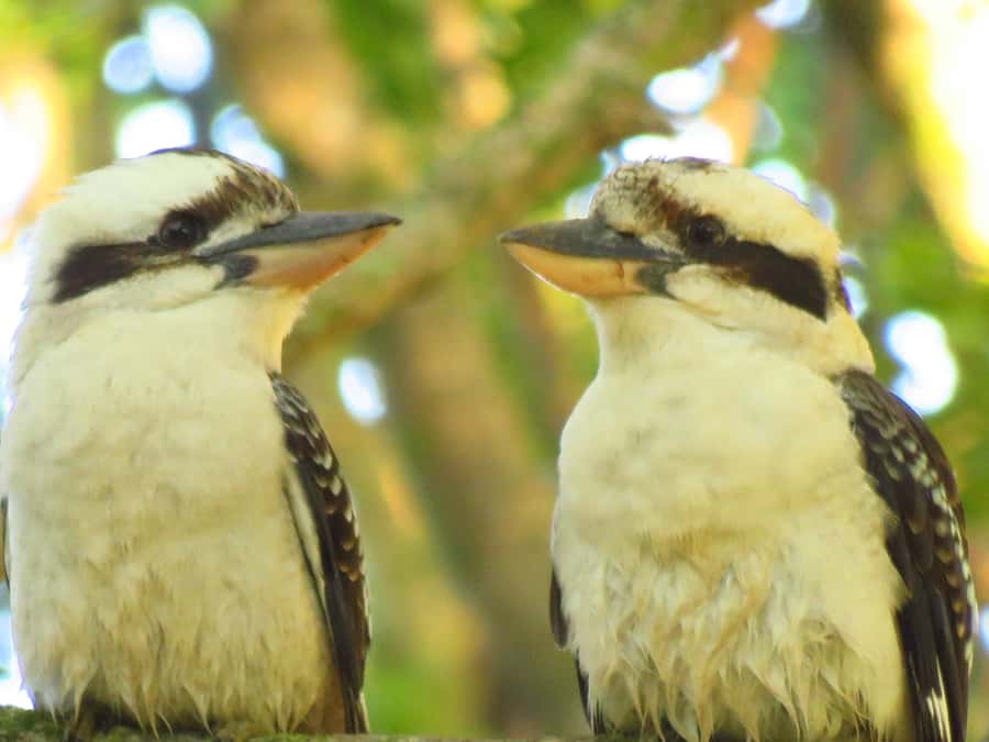 Byron Bay: Full-Day Wildlife Safari - How much wildlife can you expect?