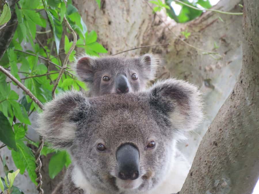 Byron Bay: Full-Day Wildlife Safari - The morning ride into the bush