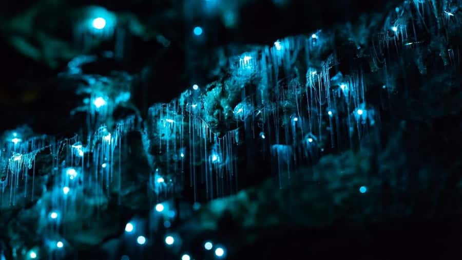 Byron Bay: Glowworms, Waterfalls & Rainforest Experience - Key points at a glance