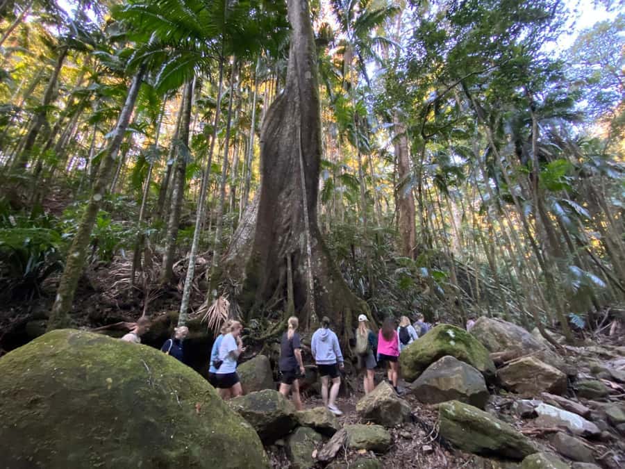 Byron Bay: Glowworms, Waterfalls & Rainforest Experience - Waterfalls, swimming, and the first real walk