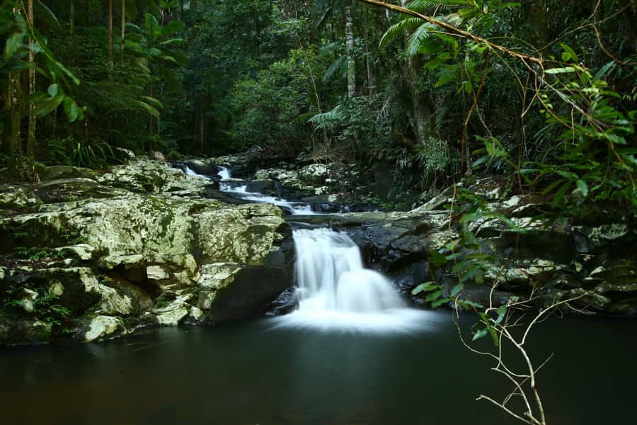 Byron Bay: Glowworms, Waterfalls & Rainforest Experience - Guides make the biggest difference