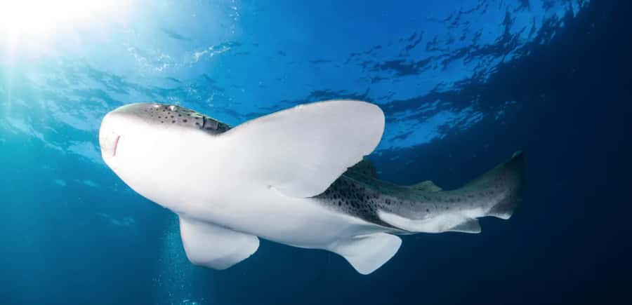 Byron Bay: Nguthungulli Julian Rocks Snorkeling Tour - Key points to know before you book