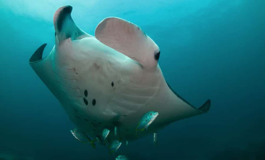 Byron Bay: Nguthungulli Julian Rocks Snorkeling Tour - Why Nguthungulli Julian Rocks is worth your time