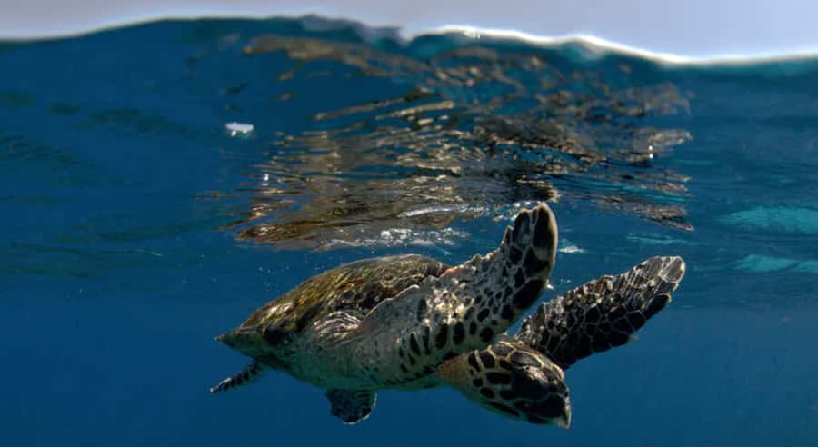 Byron Bay: Nguthungulli Julian Rocks Snorkeling Tour - The one-hour snorkeling session