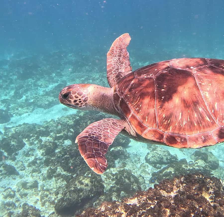 Byron Bay: Nguthungulli Julian Rocks Snorkeling Tour - Timing, weather, and what to bring