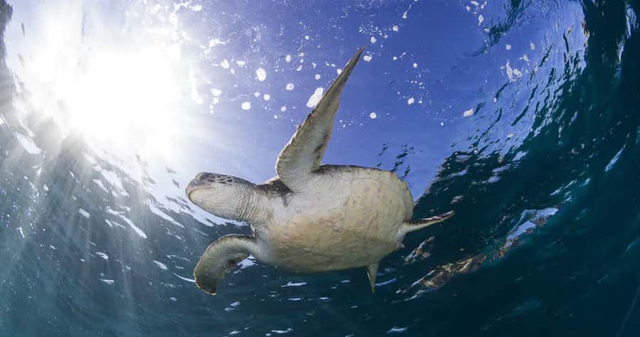 Byron Bay: Nguthungulli Julian Rocks Snorkeling Tour - Should you book the Julian Rocks snorkeling tour?