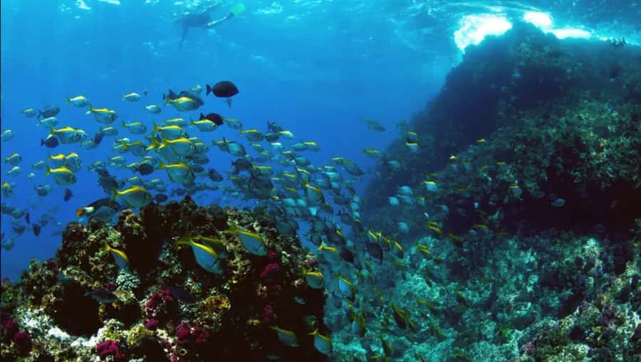 Byron Bay: Nguthungulli Julian Rocks Snorkeling Tour - From 5 Marvell Street to The Pass