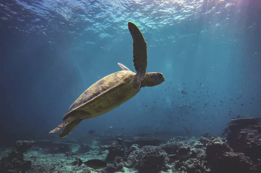 Byron Bay: Snorkeling Tour at Julian Rocks, Nguthungulli - Snorkeling at Julian Rocks for about 90 minutes
