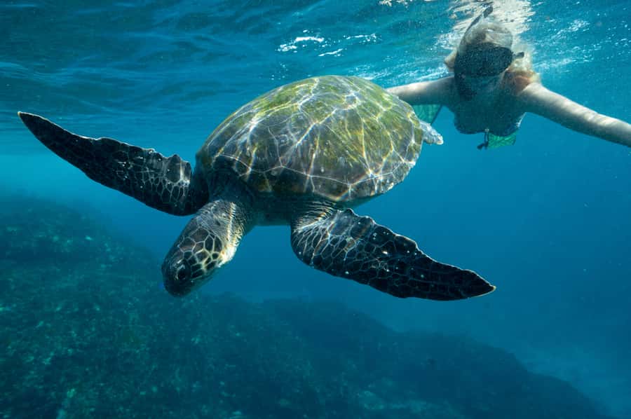 Byron Bay: Snorkeling Tour at Julian Rocks, Nguthungulli - What conditions can change on the day