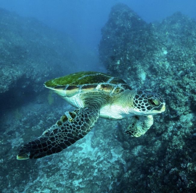Byron Bay: Snorkeling Tour at Julian Rocks, Nguthungulli - Small details that improve the day
