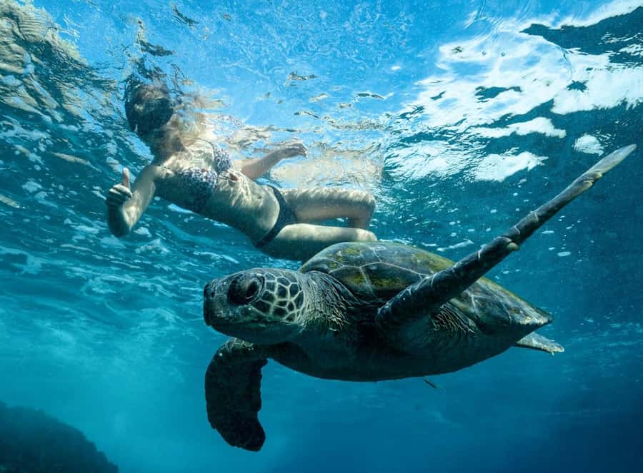 Byron Bay: Snorkeling Tour at Julian Rocks, Nguthungulli - From Brunswick Heads Marina to open water