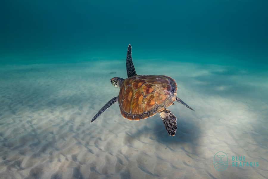 Byron Bay: Snorkelling Tour of Julian Rocks "Nuthungulli" - Who should book this snorkelling trip