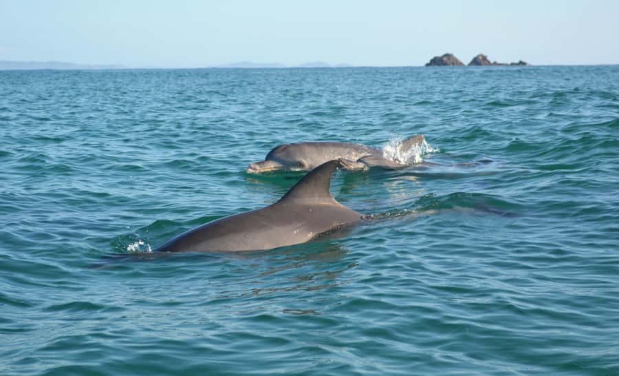Byron Bay: The Byron Bay Sea Kayak Tour - Key details before you book