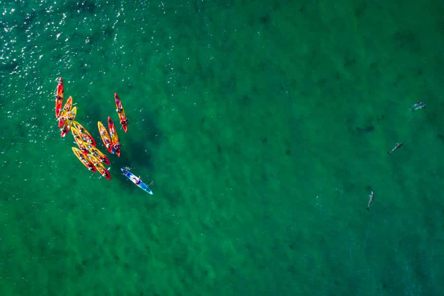 Byron Bay: The Byron Bay Sea Kayak Tour - Wildlife: wonderful, but never promised