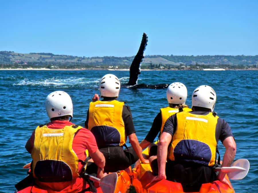 Byron Bay: The Byron Bay Sea Kayak Tour - Who will enjoy this tour most?