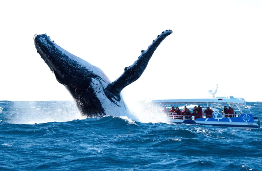 Byron Bay: Whale Watching Cruise with a Marine Biologist - Weather, seasickness, and comfort