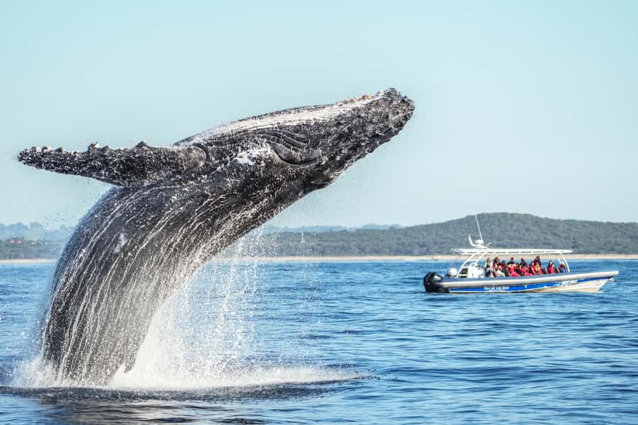 Byron Bay: Whale Watching Cruise with a Marine Biologist - Starting at Ballina’s Richmond River