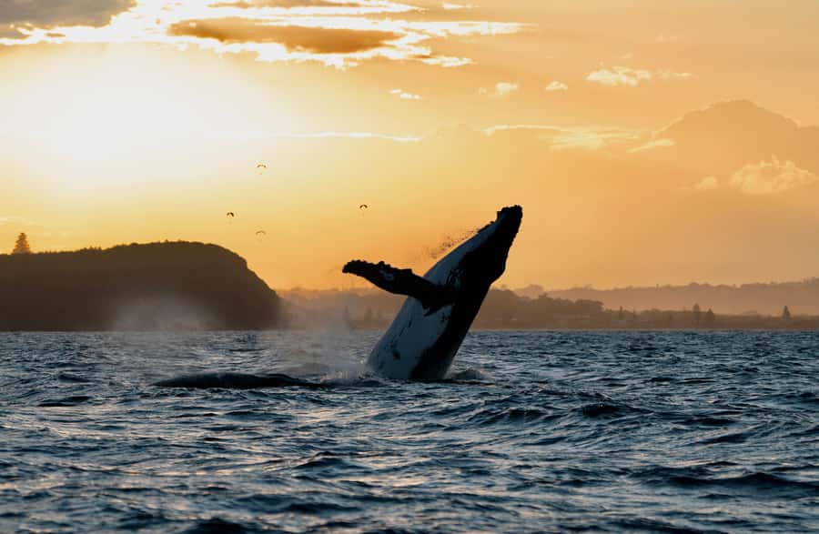 Byron Bay: Whale Watching Cruise with a Marine Biologist - Small boats and open sightlines