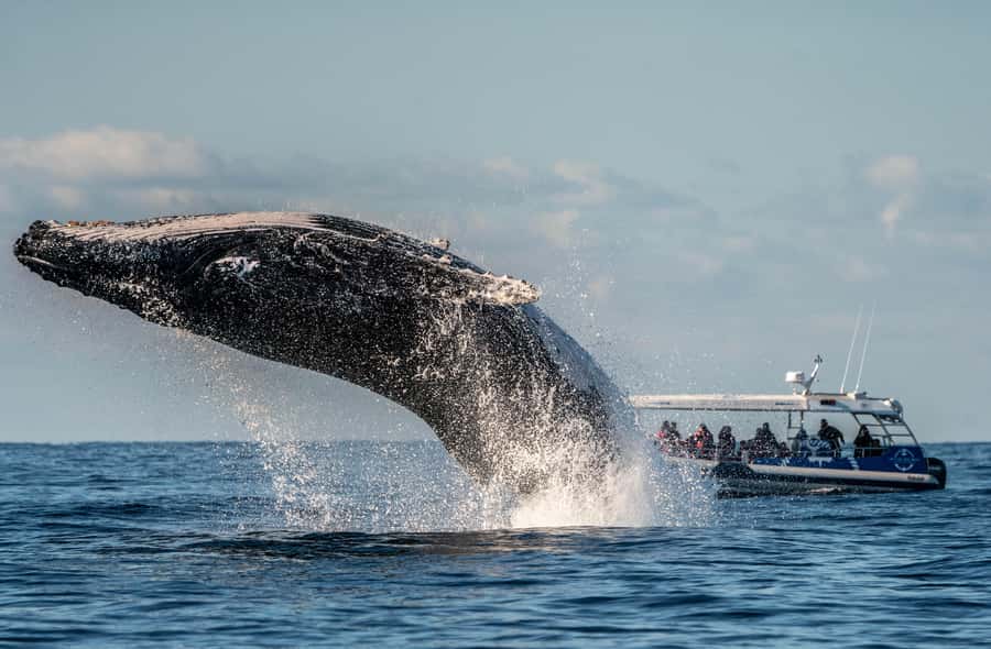 Byron Bay: Whale Watching Cruise with a Marine Biologist - Hearing whale song underwater