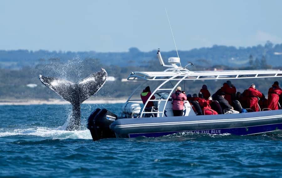 Byron Bay: Whale Watching Cruise with a Marine Biologist - The marine biologist makes the difference