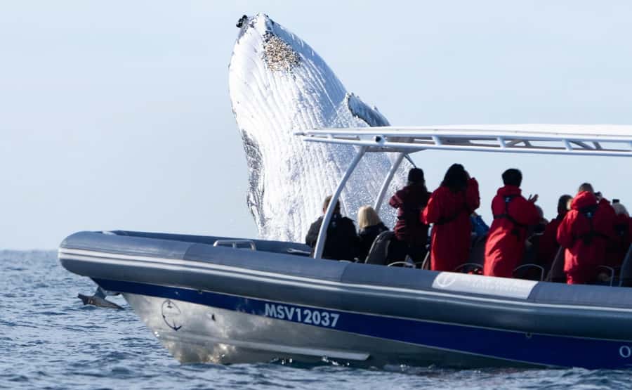 Byron Bay: Whale Watching Cruise with a Marine Biologist - Dolphins, turtles, and the wider marine park