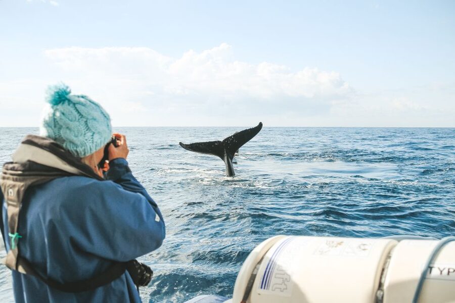 Byron Bay: Whale Watching Cruise with a Marine Biologist - What the $91 price gets you