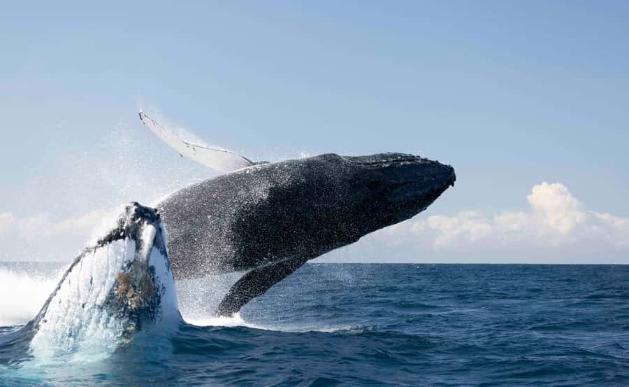 Byron Bay Whale Watching with Marine Biologist - Key things to know before you book