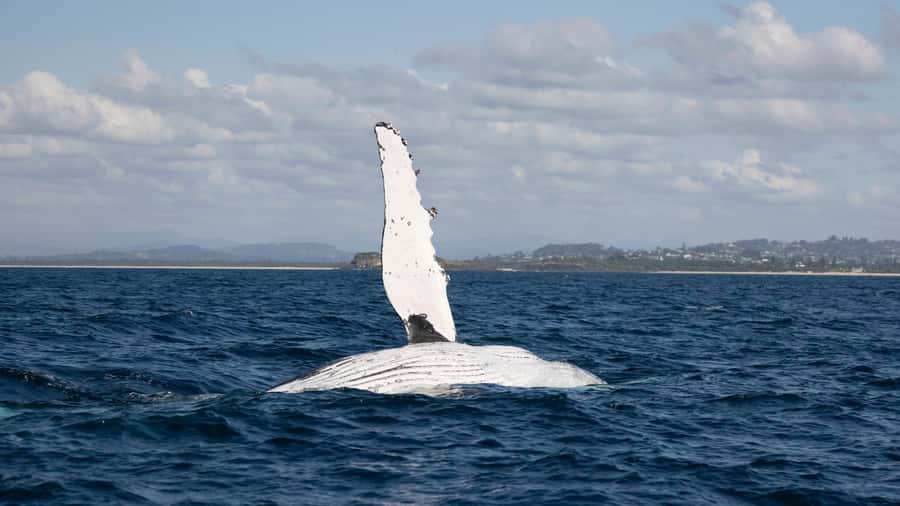 Byron Bay Whale Watching with Marine Biologist - Why the Wardjam makes this whale cruise different