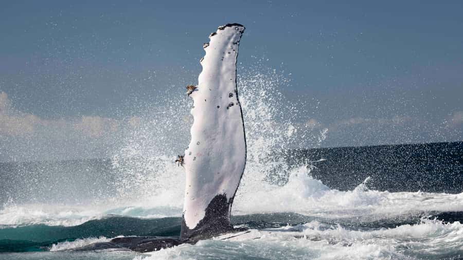 Byron Bay Whale Watching with Marine Biologist - Watching humpbacks from a 12-seat boat