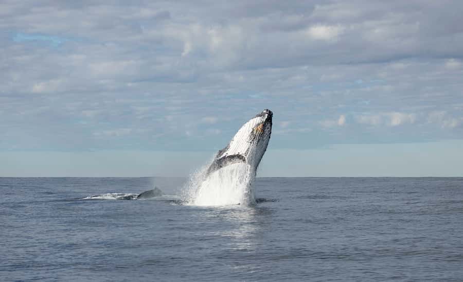 Byron Bay Whale Watching with Marine Biologist - Comfort, motion, and who should skip it