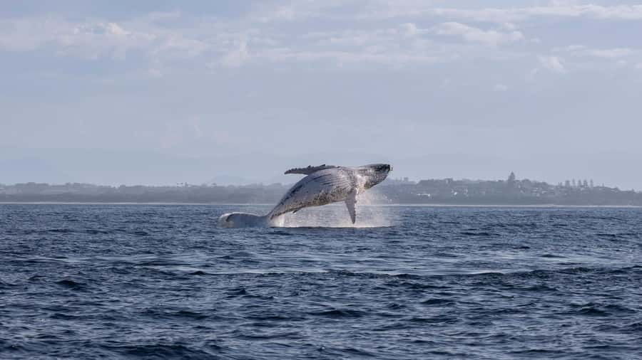 Byron Bay Whale Watching with Marine Biologist - Is $91 good value for 150 minutes?