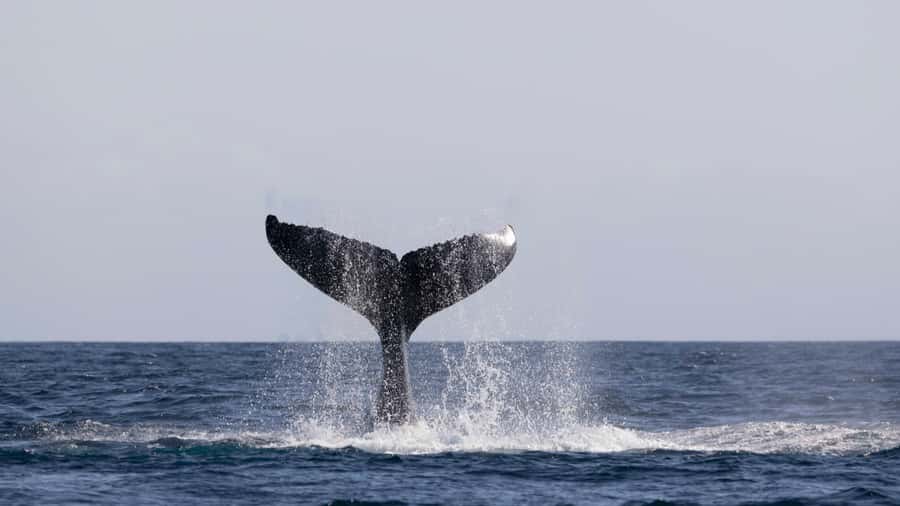 Byron Bay Whale Watching with Marine Biologist - Timing, weather, and cancellation details