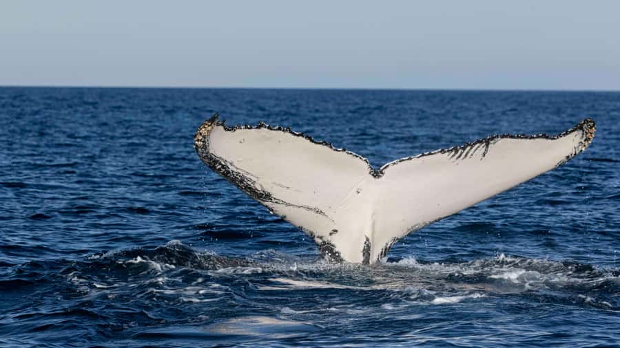 Byron Bay Whale Watching with Marine Biologist - How to prepare for the best possible outing