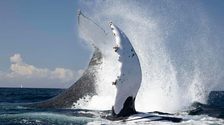 Byron Bay Whale Watching with Marine Biologist - Leaving Brunswick Heads for the Byron Bay coast