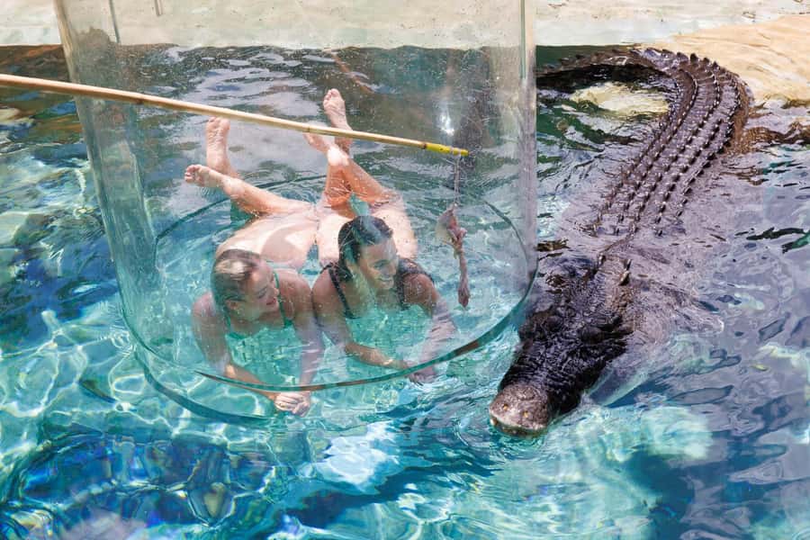 "Cage Of Death" Crocodile Swim and Entry to Crocosaurus Cove - Key points before you book