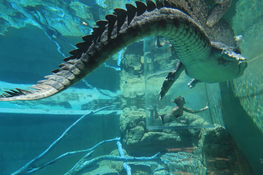 "Cage Of Death" Crocodile Swim and Entry to Crocosaurus Cove - Why Darwin’s Cage of Death feels different