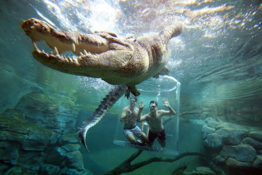 "Cage Of Death" Crocodile Swim and Entry to Crocosaurus Cove - Getting into the clear cage