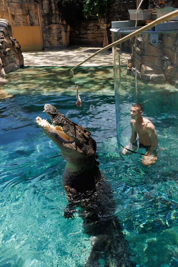 "Cage Of Death" Crocodile Swim and Entry to Crocosaurus Cove - The crocodiles you might meet