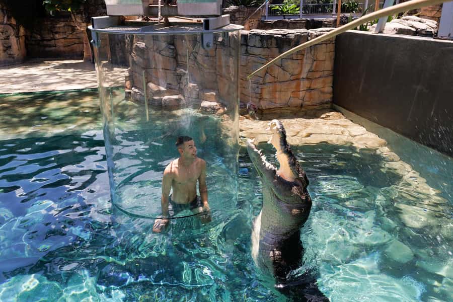 "Cage Of Death" Crocodile Swim and Entry to Crocosaurus Cove - Crocosaurus Cove makes the price easier to justify