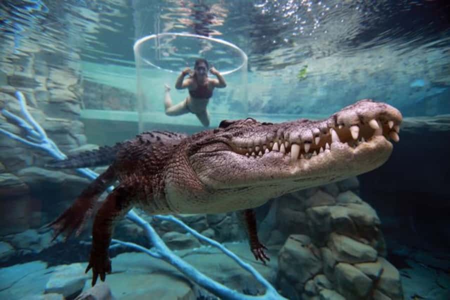 "Cage Of Death" Crocodile Swim and Entry to Crocosaurus Cove - Who should book the Cage of Death?