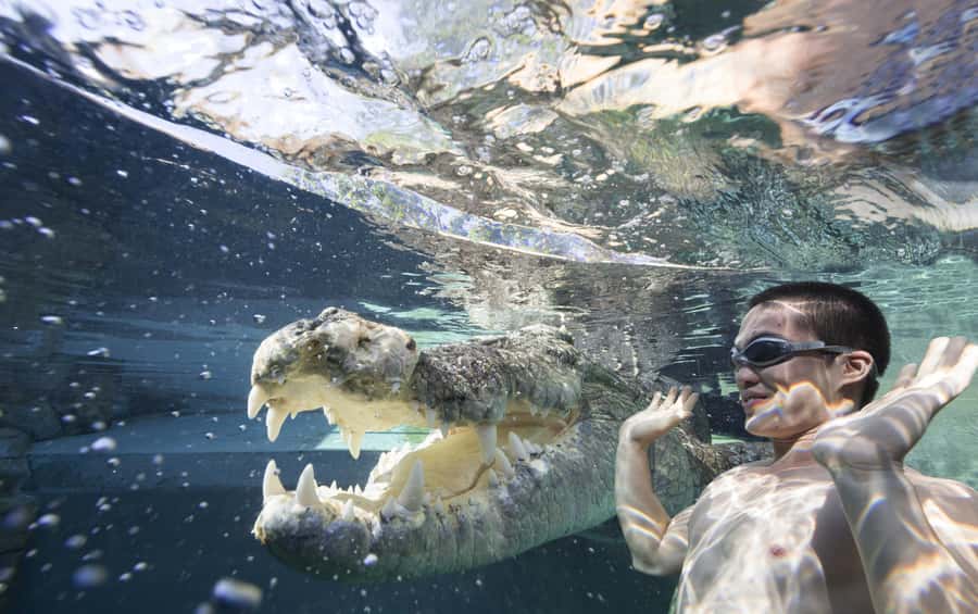"Cage Of Death" Crocodile Swim and Entry to Crocosaurus Cove - The 30-minute briefing sets the tone