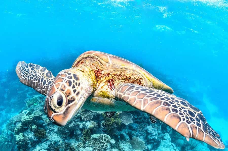 Cairns: 2-Day Great Barrier Reef & Daintree Rainforest Tour - Boarding the superyacht for the Outer Reef