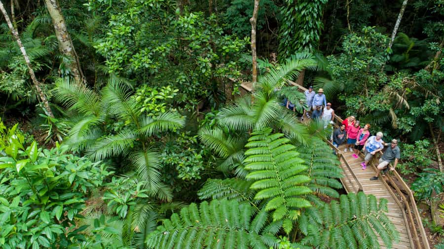 Cairns: 2-Day Great Barrier Reef & Daintree Rainforest Tour - Five hours of snorkeling at two reef sites