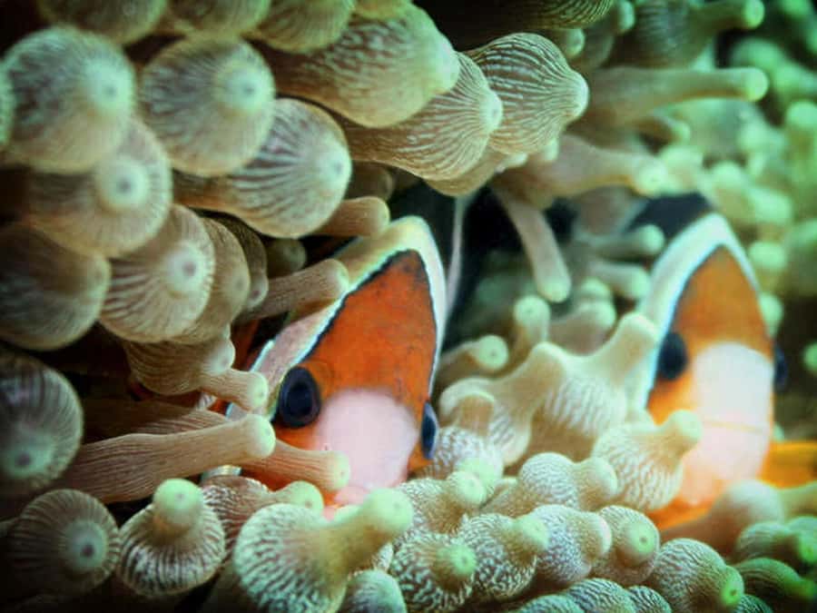 Cairns: 2-Day Great Barrier Reef Dive and Snorkel Boat Trip - Booking advice for a smoother trip