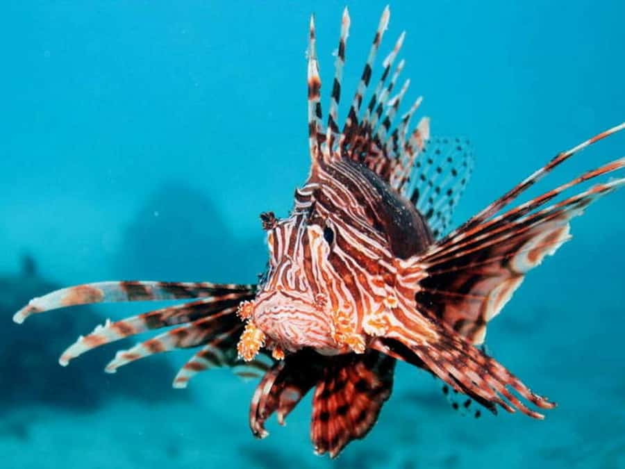 Cairns: 2-Day Great Barrier Reef Dive and Snorkel Boat Trip - The second morning and early water time