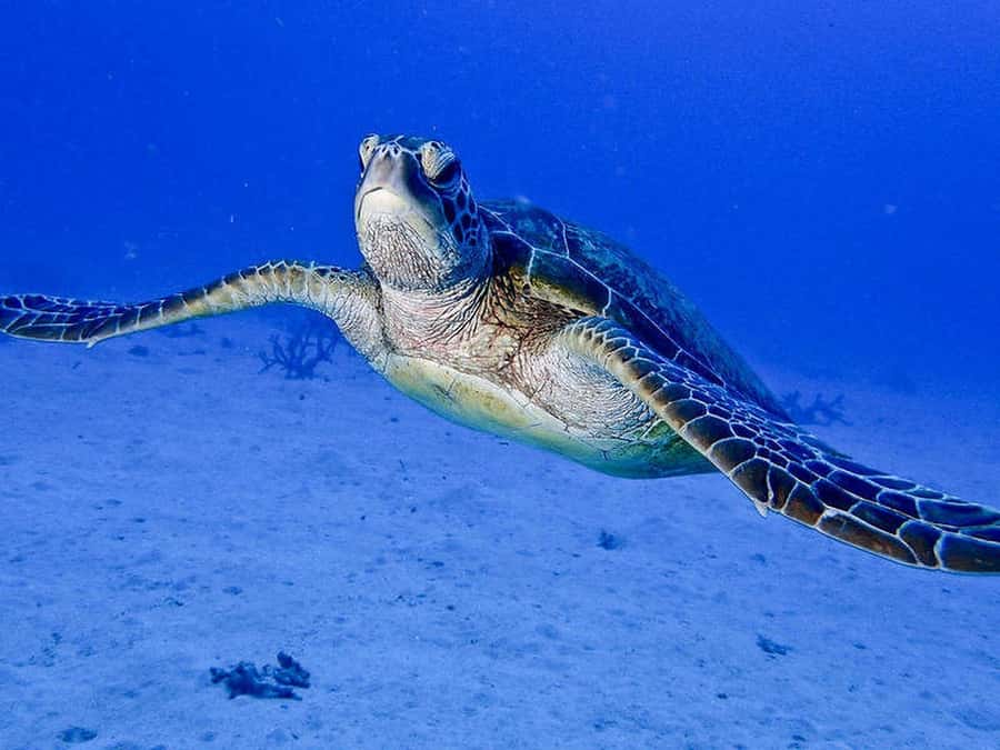 Cairns: 2-Day Great Barrier Reef Dive and Snorkel Boat Trip - How the small crew changes the experience