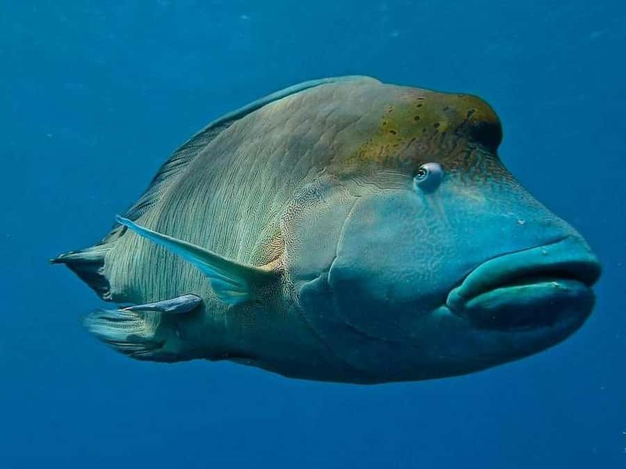 Cairns: 2-Day Great Barrier Reef Dive and Snorkel Boat Trip - Is $466 good value?