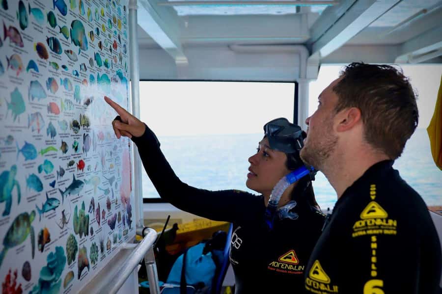 Cairns: All-Inclusive Great Barrier Reef Half-Day Snorkeling - Key things to know before you book