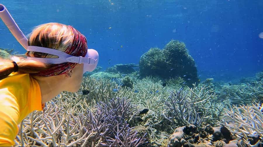 Cairns: All-Inclusive Great Barrier Reef Half-Day Snorkeling - What the water session feels like